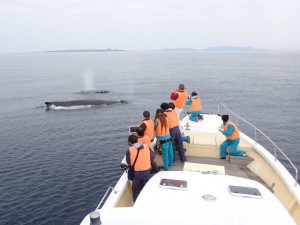 whale_watching_img003_2