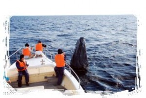 whale_watching_img005