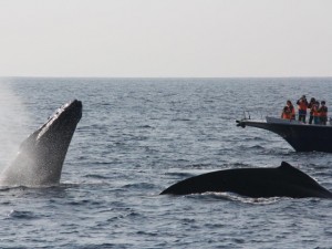 whale_watching_img006_2