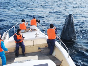 whale_watching_img010
